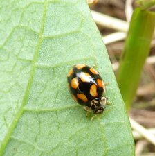 Adalia decempunctata.
