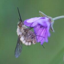Bombyle