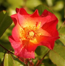 Rose simple