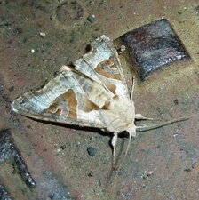 Phlogophora meticulosa - Noctuelle