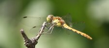 Sympetrum rouge-sang - femelle