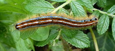 Chenille de Malacosoma neustria