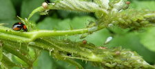 Adalia bipunctata