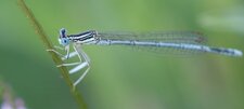 Agrion blanchâtre - mâle