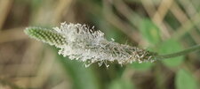 Plantain intermédiaire