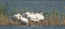 Famille de cygnes tuberculés