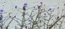 Verveine de Buenos Aires (verbena bonariensis)