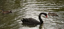 Le cygne noir