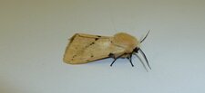 Ecaille-lièvre Spilosoma lutea. noctuelle.