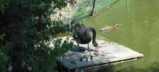 Cygne noir
