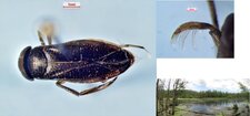 Sigara decoratella