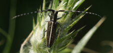 Agapanthe du chardon