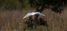 Mouette rieuse...