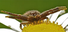 Xysticus sp.