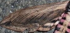 Sphinx du troène Sphinx (Hyloicus) ligustri - Noctuelle