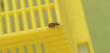 Charançon ( Sitophilus granarius )