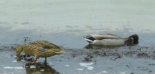 Couple de canards colverts