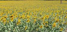 Champs de tournesol