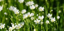 Stellaires sp.