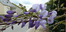 Fleur de glycine.