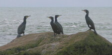 Grands cormorans