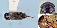 Sigara compressoidea