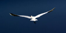 Grande aigrette - ter