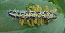 Chenille parasitée par l
