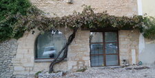 Pied de vigne
