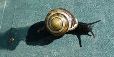 Escargot Helicella