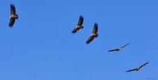 Vautours fauves - Gyps fulvus