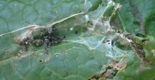 Sur une feuille de rumex