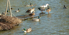 Barbottage entre canards