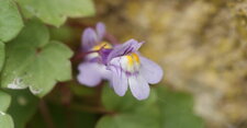 Fleur de cymbalaire des murs