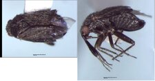 Atractotomus magnicornis