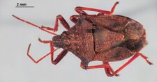 Picromerus bidens