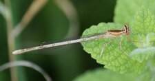 Platycnemis latipes - femelle