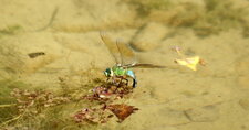 Anax imperator - femelle en train de pondre