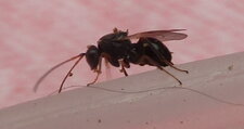 Cynipidae