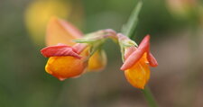 Ononis ou lathyrus (bis)