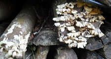 Champignons