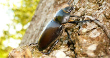 Lucanus cervus