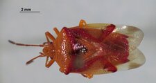 Elasmostethus cruciatus
