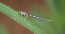 Platycnemis latipes - mâle