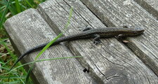 Lézard vivipare.
