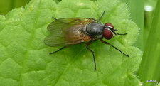 Mouche ?