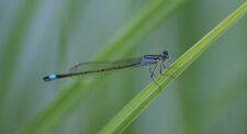 Ishnura elegans - mâle