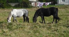 Chevaux