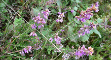 Bruyère 
