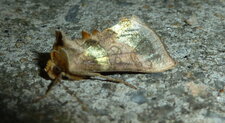 La Plusie vert-doré Diachrysia chrysitis.Noctuelle.
